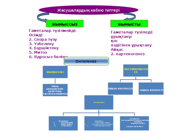 Жасушалардың көбею типтері жынысты жыныссыз Гаметалар түзілмейді: Өсімді 2. Спора түзу 3. Үзбелену 4. Бүршіктену 5. Митоз 6. Ядросыз бөліну Гаметалар түзіледі: ұрықтану: қос өздігінен ұрықтану Айқас 2. партеногенез Онтогенез  ПОСТЭМБРИОГЕНЕЗ  ЭМБРИОГЕНЕЗ  ПІШІН ӨЗГЕРІССІЗ   ПІШІН ӨЗГЕРІСТІ ҰРЫҚ- БӨЛШЕКТЕНУ- БЛАСТУЛА-ГАСТРУЛА-НЕЙРУЛА  ОРГАНОГЕНЕЗ  ЭКТОДЕРМА ЭКТОДЕРМА МЕЗОДЕРМА ТІРЕК-ҚИМЫЛ ЖҮЙЕСІ ҚАН ЖӘНЕ ЖҮРЕК ҚАНТАМЫР НЕСЕП-ЖЫНЫС ЖҮЙЕСІ ТЕРІ ЭПИТЕЛИЙІ ЖІЙКЕ ЖҮЙЕСІ СЕЗІМ МІШЕСІ  ТЕРІ БЕЗДЕРІНЕН БАСҚА БЕЗДЕРДІҢ БАРЛЫҒЫ АСҚОРЫТУ ЖҮЙЕСІ  3.ТЫНЫС АЛУ ЖҮЙЕСІ  