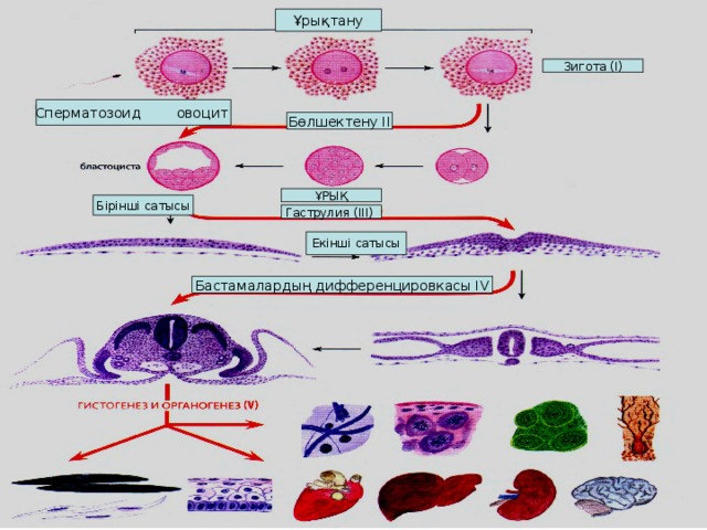 Ұрықтану Зигота (І) Сперматозоид  овоцит Бөлшектену ІІ ҰРЫҚ Бірінші сатысы Гаструлия (ІІІ) Екінші сатысы Бастамалардың дифференцировкасы IV 