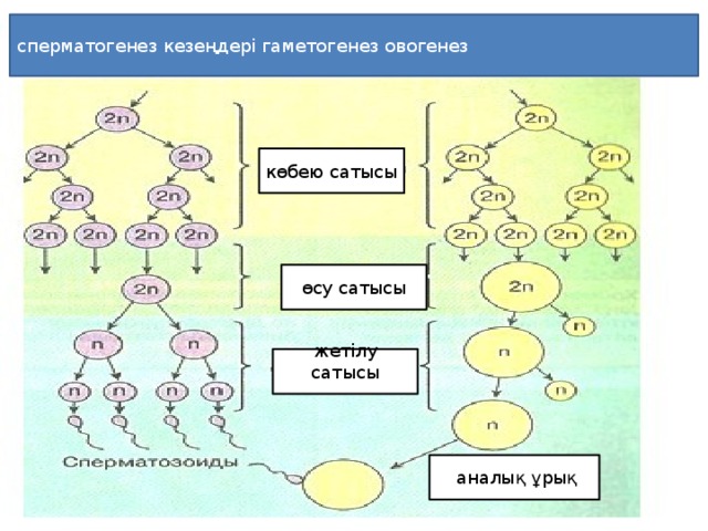 сперматогенез кезеңдері гаметогенез овогенез көбею сатысы өсу сатысы жетілу сатысы аналық ұрық 