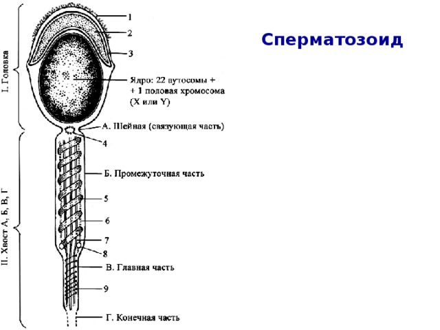 Сперматозоид   