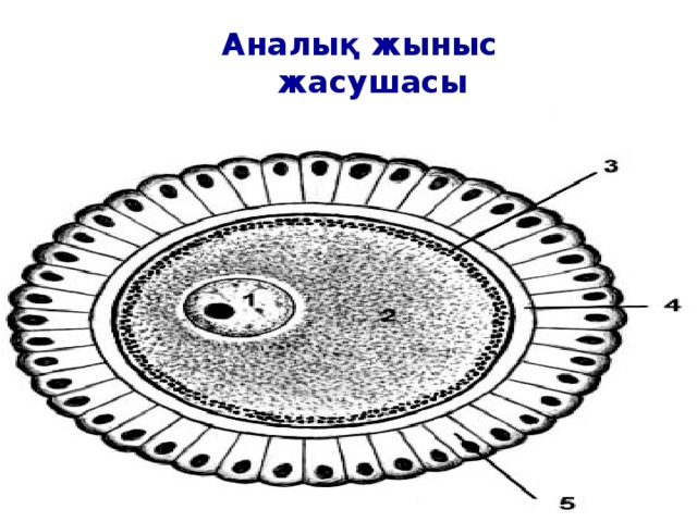 Аналық жыныс жасушасы  