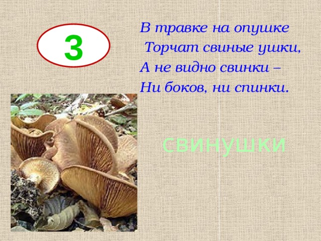 В травке на опушке  Торчат свиные ушки, А не видно свинки – Ни боков, ни спинки. 3 свинушки 