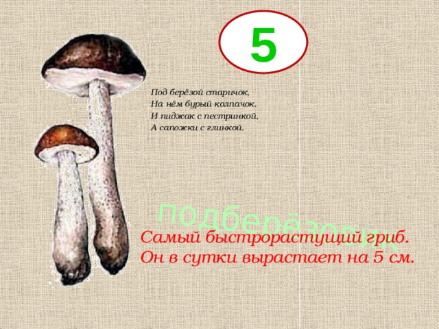 подберёзовик 5 Под берёзой старичок, На нём бурый колпачок. И пиджак с пестринкой, А сапожки с глинкой. Самый быстрорастущий гриб. Он в сутки вырастает на 5 см. 