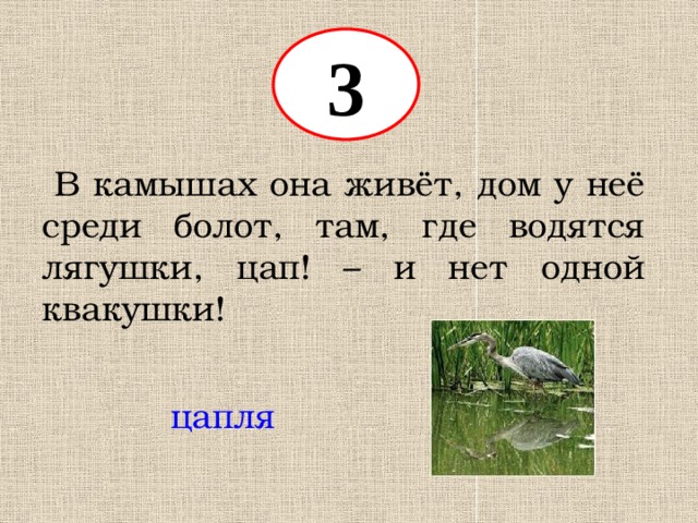 3  В камышах она живёт, дом у неё среди болот, там, где водятся лягушки, цап! – и нет одной квакушки! цапля 