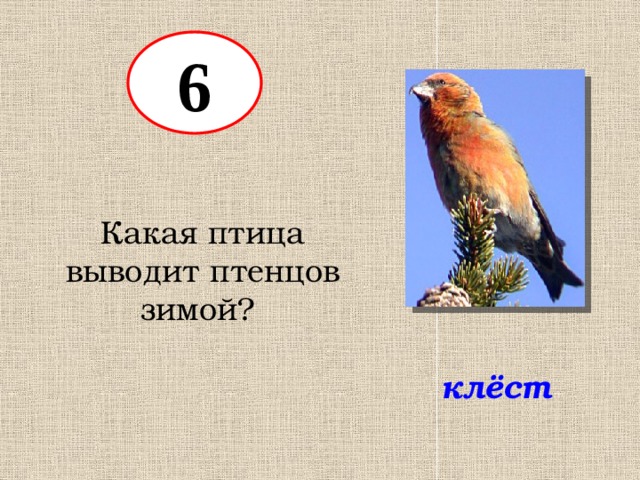 Выводимые птицы. Какая птицавыводит птенцсов зимой. Птицы выводят птенцов зимой. Какие птицы выводят птенцов. Птица которая выводит птенцов зимой.