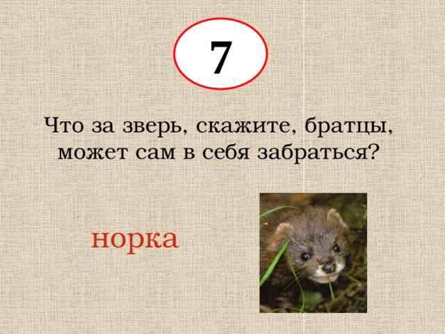 7 Что за зверь, скажите, братцы, может сам в себя забраться? норка 