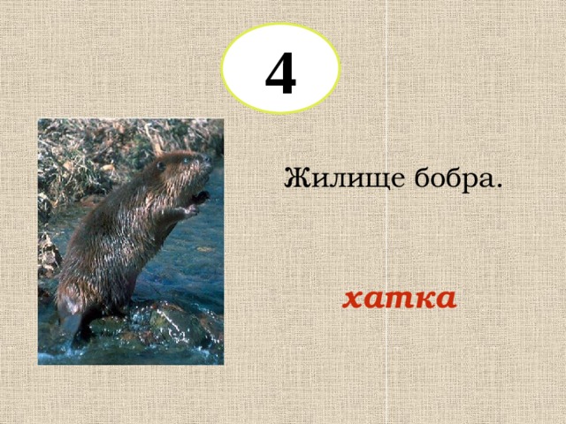 4 Жилище бобра. хатка 