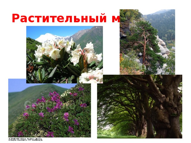 Растительный мир 