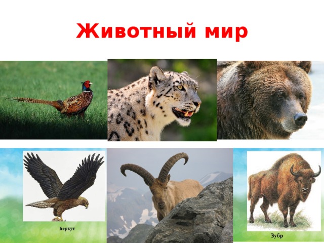 Животный мир 