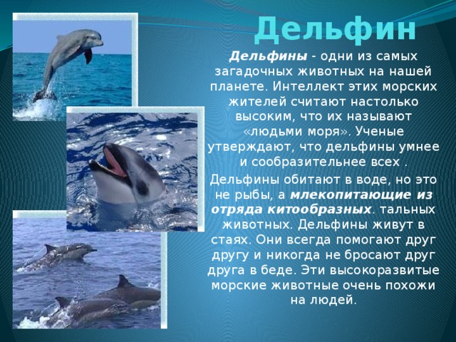 Дельфин Дельфины  - одни из самых загадочных животных на нашей планете. Интеллект этих морских жителей считают настолько высоким, что их называют «людьми моря». Ученые утверждают, что дельфины умнее и сообразительнее всех . Дельфины обитают в воде, но это не рыбы, а млекопитающие из отряда китообразных . тальных животных. Дельфины живут в стаях. Они всегда помогают друг другу и никогда не бросают друг друга в беде. Эти высокоразвитые морские животные очень похожи на людей.