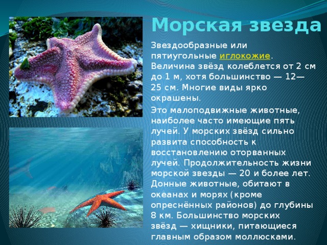 Морская звезда фото описание