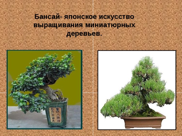 Бансай- японское искусство выращивания миниатюрных деревьев.
