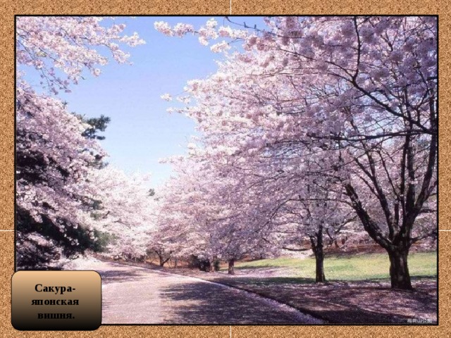 Сакура- японская вишня.
