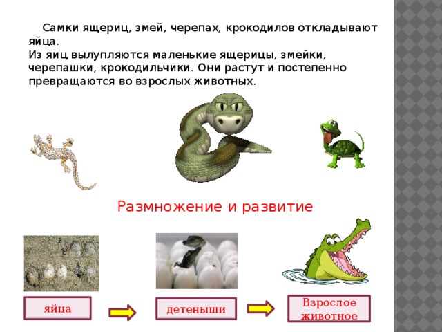 Стадия развития ящерицы. Размножение и развитие крокодила. Стадии развития змеи. Размножение и развитие змеи. Размножение и развитие пресмыкающихся.