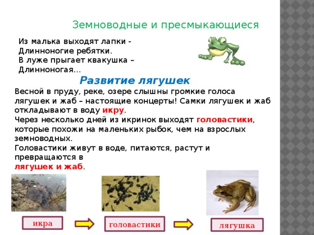 Используя рисунок 128 составьте рассказ о развитии лягушки