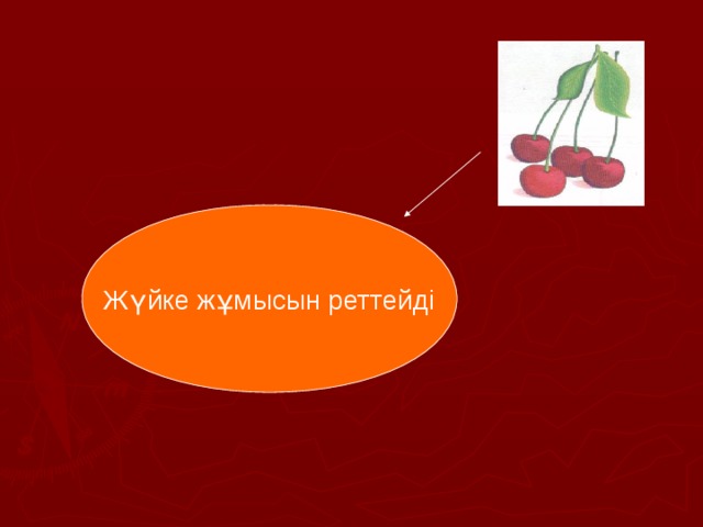 Жүйке жұмысын реттейді 