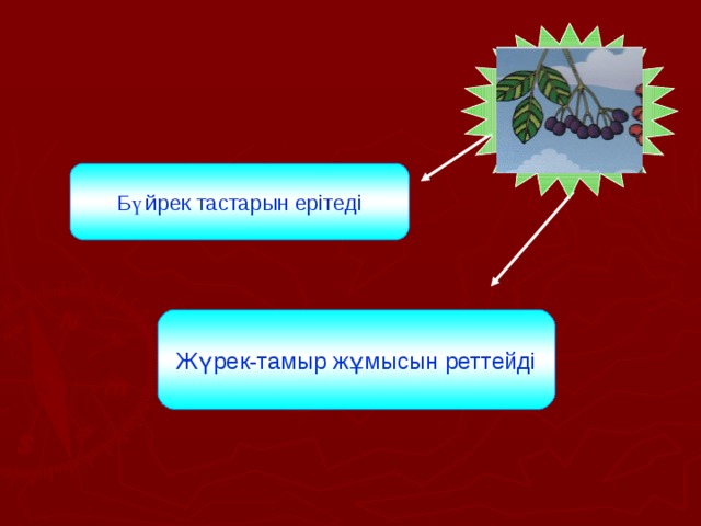 Бүйрек тастарын ерітеді Жүрек-тамыр жұмысын реттейді 