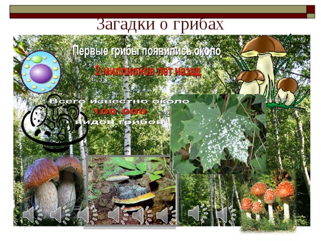 Загадки о грибах 