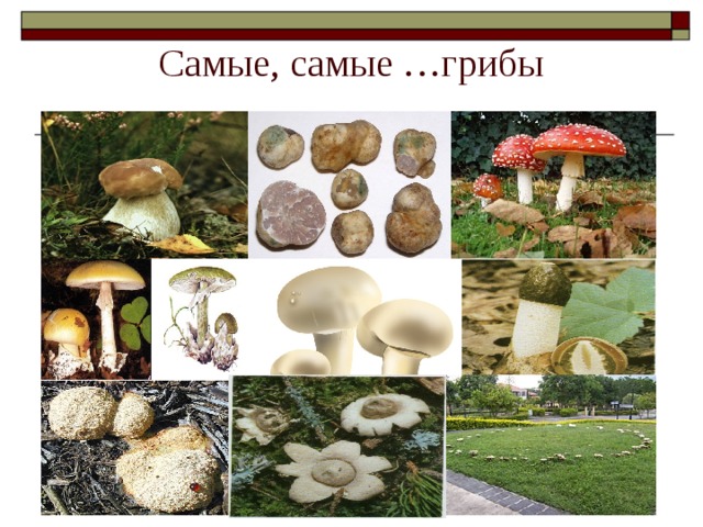 Самые, самые …грибы 
