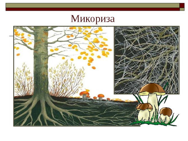 Симбиоз белого гриба с деревьями. Арбускулярная микориза. Биоценоз микориза. Эндотрофная микориза. Что такое микориза в биологии грибы.