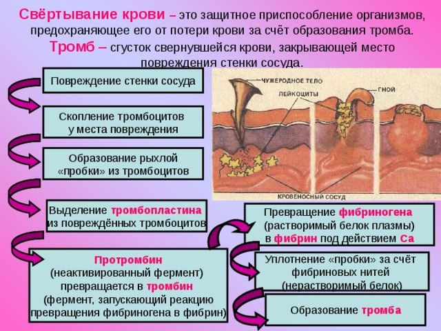 Свёртывание крови – это защитное приспособление организмов, предохраняющее его от потери крови за счёт образования тромба.  Тромб – сгусток свернувшейся крови, закрывающей место повреждения стенки сосуда. тромбопластина фибриногена фибрин Са Протромбин тромбин тромба 