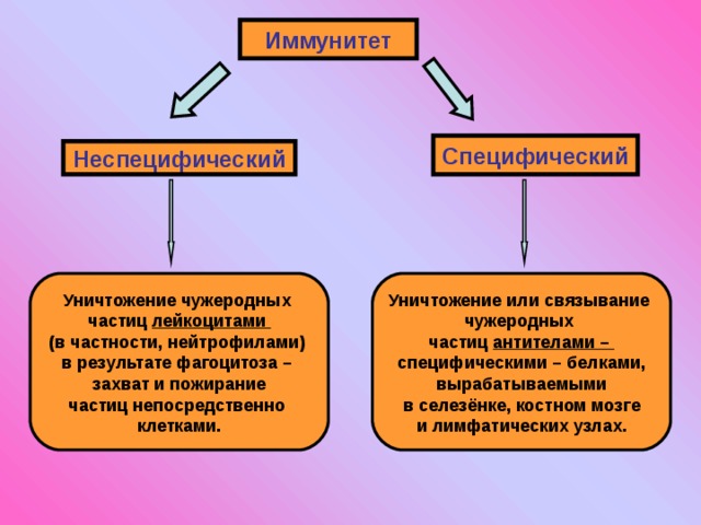 Иммунитет Специфический Неспецифический Уничтожение чужеродных частиц лейкоцитами (в частности, нейтрофилами) в результате фагоцитоза – захват и пожирание частиц непосредственно клетками. Уничтожение или связывание чужеродных частиц антителами – специфическими – белками, вырабатываемыми в селезёнке, костном мозге и лимфатических узлах. 