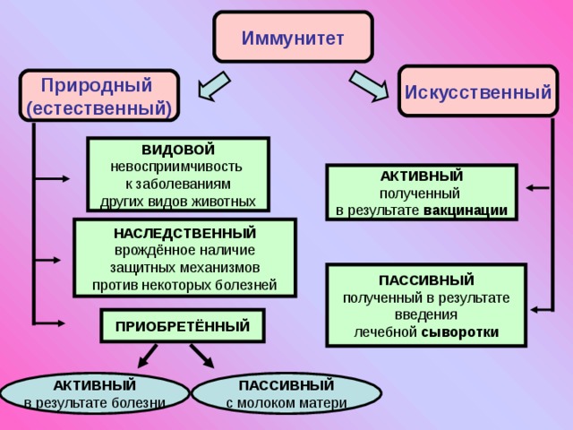 Иммунитет Искусственный Природный (естественный) ВИДОВОЙ АКТИВНЫЙ вакцинации НАСЛЕДСТВЕННЫЙ ПАССИВНЫЙ сыворотки ПРИОБРЕТЁННЫЙ АКТИВНЫЙ ПАССИВНЫЙ 