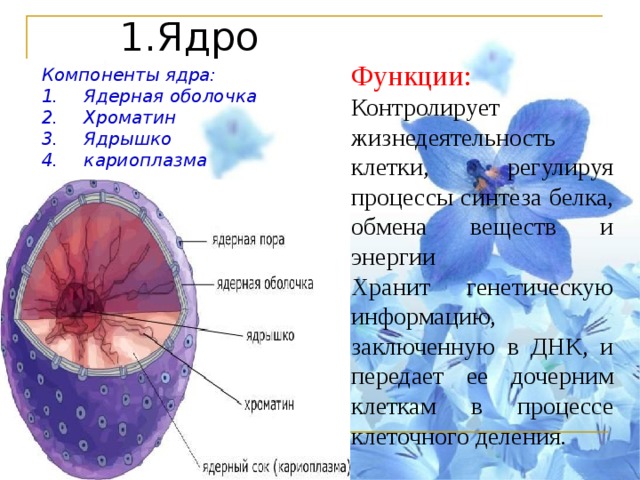 1.Ядро Функции: Контролирует жизнедеятельность клетки, регулируя процессы синтеза белка, обмена веществ и энергии Хранит генетическую информацию, заключенную в ДНК, и передает ее дочерним клеткам в процессе клеточного деления. Компоненты ядра: Ядерная оболочка Хроматин Ядрышко кариоплазма  