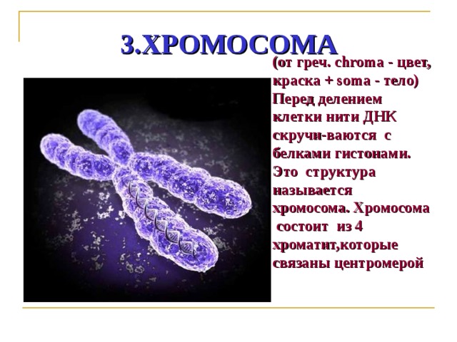 3.ХРОМОСОМА (от греч. chroma - цвет, краска + soma - тело) Перед делением клетки нити ДНК скручи-ваются с белками гистонами. Это структура называется хромосома. Хромосома состоит из 4 хроматит,которые связаны центромерой 