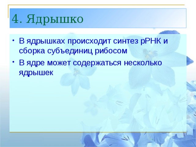 4. Ядрышко В ядрышках происходит синтез рРНК и сборка субъединиц рибосом В ядре может содержаться несколько ядрышек 