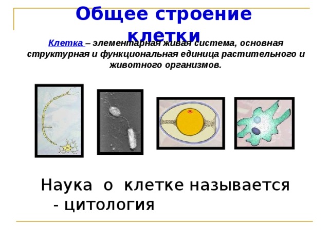 Общее строение клетки Клетка – элементарная живая система, основная структурная и функциональная единица растительного и животного организмов. Клетка – элементарная живая система, основная структурная и функциональная единица растительного и животного организмов.  Наука о клетке называется - цитология 