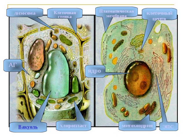 Плазматическая мембрана клеточный центр лизосома Клеточная стенка АГ ядро митохондрия хлоропласт ЭПС Вакуоль 