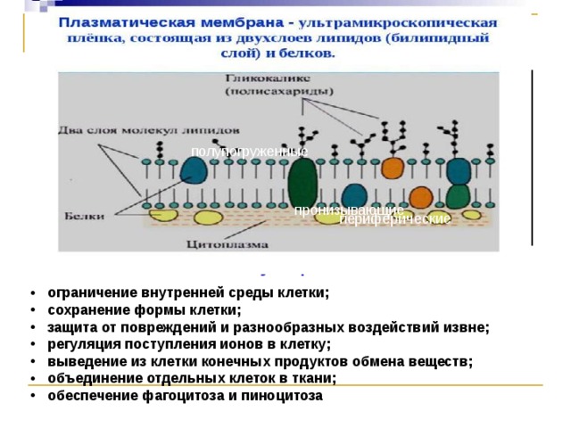 Образует внутреннюю среду клетки. Сохранение формы клетки. Защита клетки от повреждений. Что ограничивает клетку от окружающей среды. Регуляция поступления веществ в клетку осуществляется.