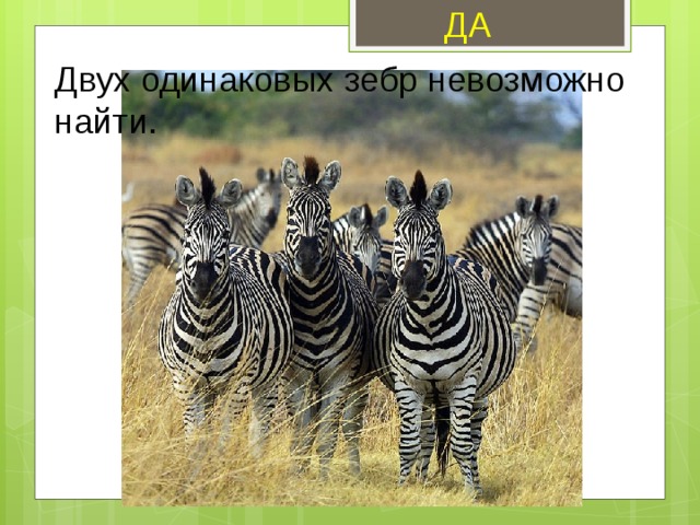 ДА Двух одинаковых зебр невозможно найти. 