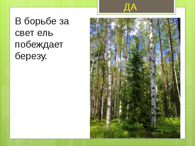 ДА В борьбе за свет ель побеждает березу. 