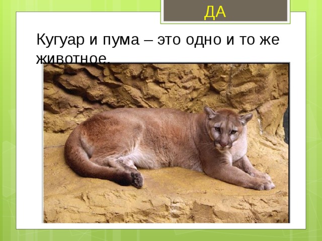 ДА Кугуар и пума – это одно и то же животное. 
