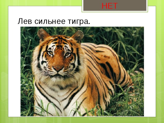 НЕТ Лев сильнее тигра. 