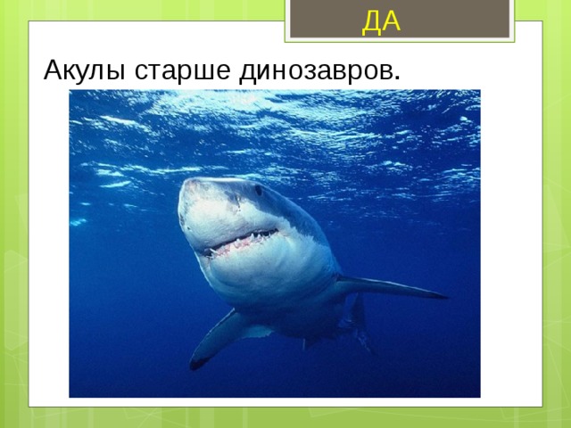 ДА Акулы старше динозавров. 
