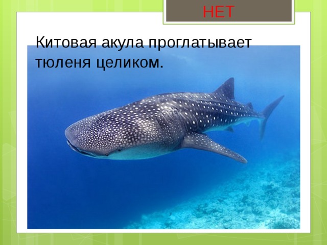 НЕТ Китовая акула проглатывает тюленя целиком. 