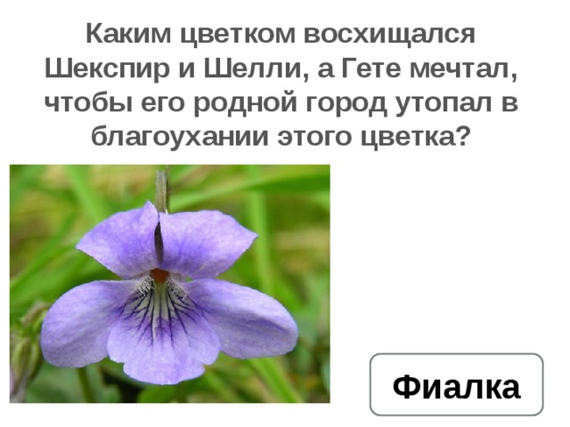 Каким цветком восхищался Шекспир и Шелли, а Гете мечтал, чтобы его родной город утопал в благоухании этого цветка? Фиалка 