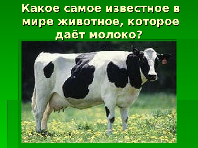 Какое самое известное в мире животное, которое даёт молоко? 