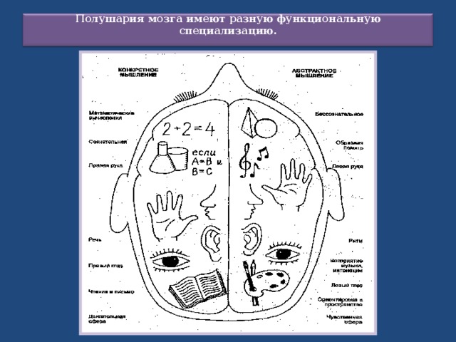 Полушария мозга имеют разную функциональную специализацию.   