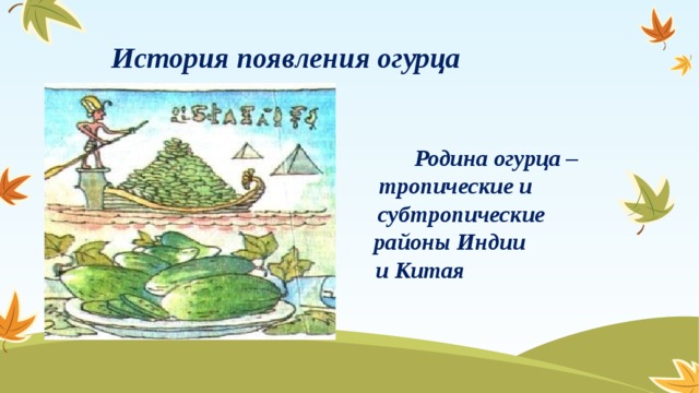 История появления огурца  Родина огурца –  тропические и  субтропические  районы Индии  и Китая