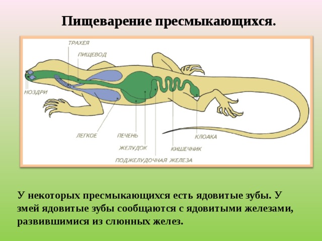 Пищеварение пресмыкающихся. У некоторых пресмыкающихся есть ядовитые зубы. У змей ядовитые зубы сообщаются с ядовитыми железами, развившимися из слюнных желез. 