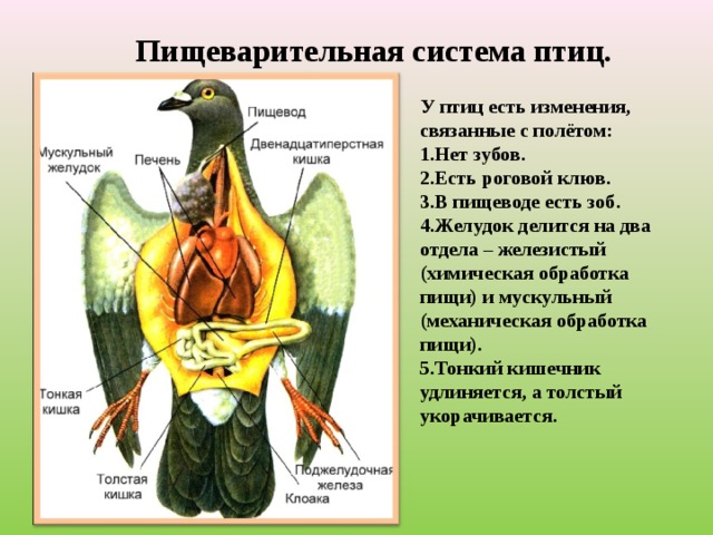 Пищеварительная система птиц. У птиц есть изменения, связанные с полётом: Нет зубов. Есть роговой клюв. В пищеводе есть зоб. Желудок делится на два отдела – железистый (химическая обработка пищи) и мускульный (механическая обработка пищи). Тонкий кишечник удлиняется, а толстый укорачивается. 