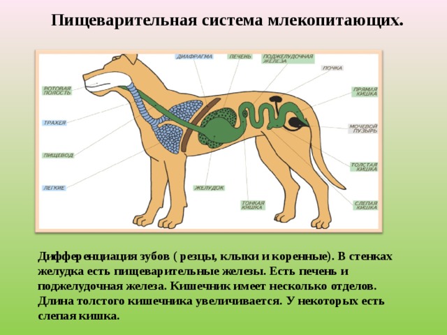 Пищеварительная система млекопитающих. Дифференциация зубов ( резцы, клыки и коренные). В стенках желудка есть пищеварительные железы. Есть печень и поджелудочная железа. Кишечник имеет несколько отделов. Длина толстого кишечника увеличивается. У некоторых есть слепая кишка. 