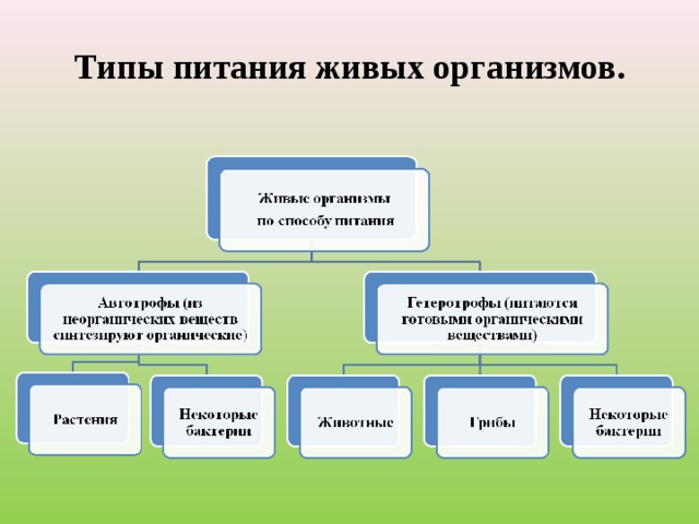 Типы питания схема биология 5 класс