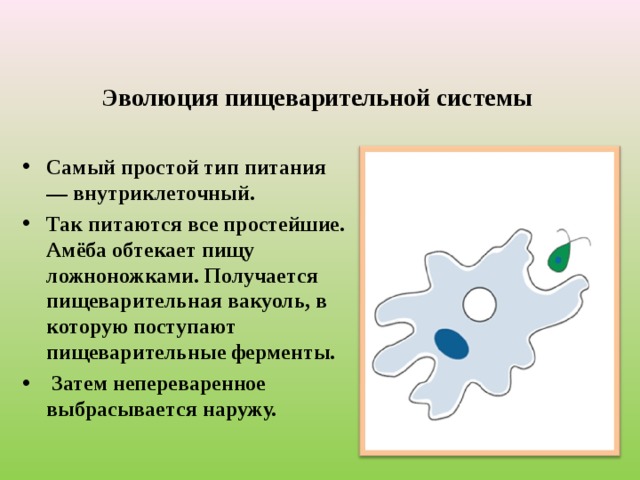 Эволюция пищеварительной системы Самый простой тип питания — внутриклеточный.  Так питаются все простейшие. Амёба обтекает пищу ложноножками. Получается пищеварительная вакуоль, в которую поступают пищеварительные ферменты.  Затем непереваренное выбрасывается наружу. 