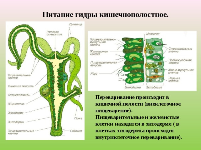 Питание гидры кишечнополостное. Переваривание происходит в кишечной полости (внеклеточное пищеварение). Пищеварительные и железистые клетки находятся в энтодерме ( в клетках энтодермы происходит внутриклеточное переваривание). 