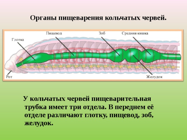 Органы пищеварения кольчатых червей.  У кольчатых червей пищеварительная трубка имеет три отдела. В переднем её отделе различают глотку, пищевод, зоб, желудок. 